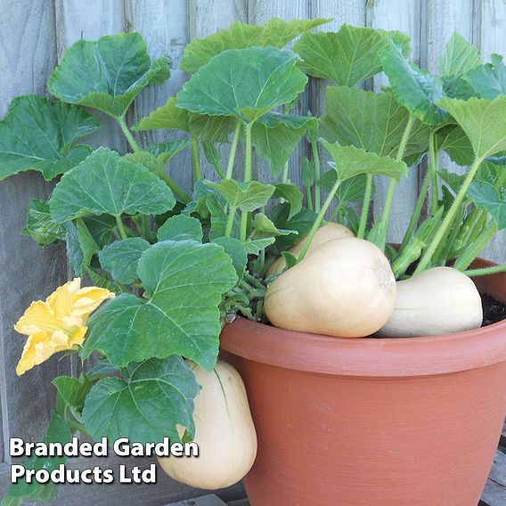 Butternut Squash Butterbush F1 (Winter) Seeds