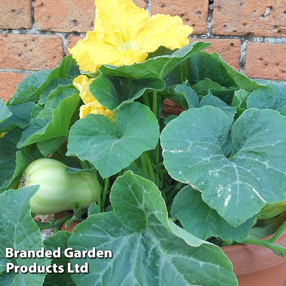 Butternut Squash Butterbush F1 (Winter) - Seeds