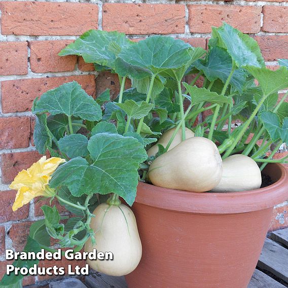 Butternut Squash Butterbush F1 (Winter) Seeds