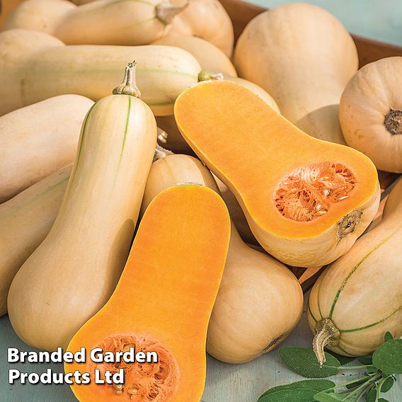 Butternut Squash Butterbush F1 (Winter) Seeds