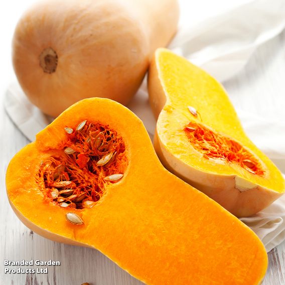 Squash 'Butternut' - Organic Seeds