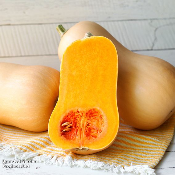 Squash 'Butternut' - Organic Seeds