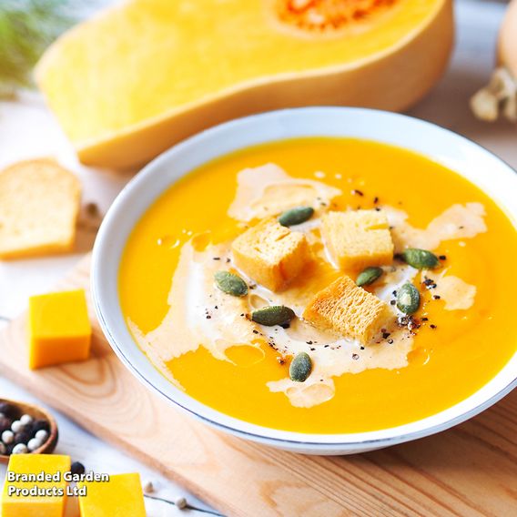 Squash 'Butternut' - Organic Seeds