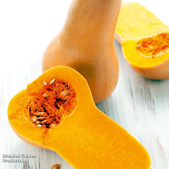 Squash 'Butternut' - Organic Seeds