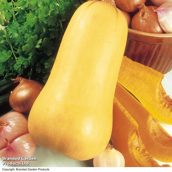 Squash 'Butternut' - Organic Seeds
