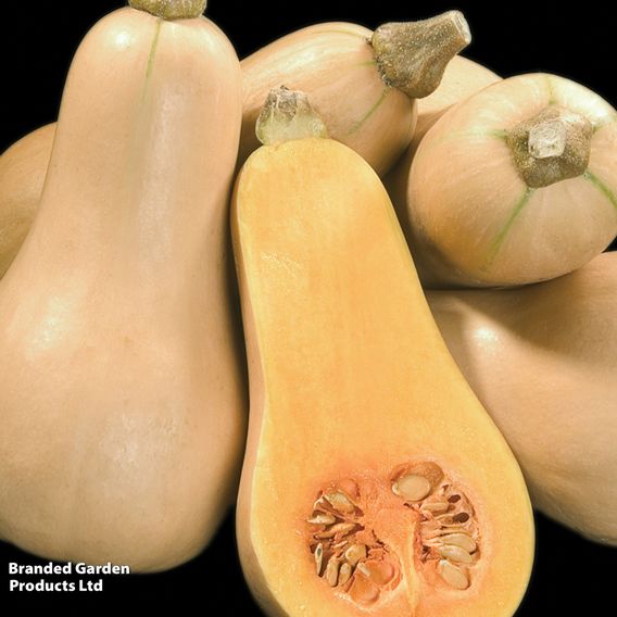 Squash F1 'Hunter' - Seeds