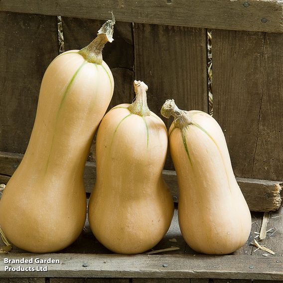 Squash F1 'Hunter' - Seeds