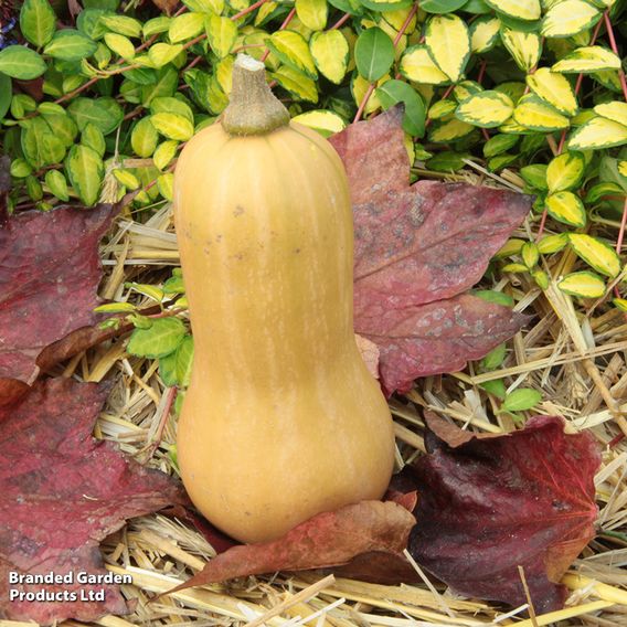 Squash F1 'Hunter' - Seeds