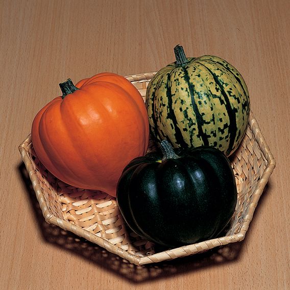 Squash 'Celebration' F1 - Seeds