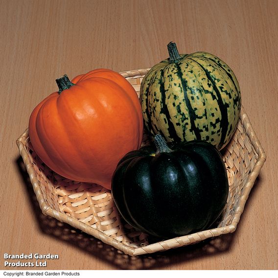 Squash 'Celebration' F1 - Seeds