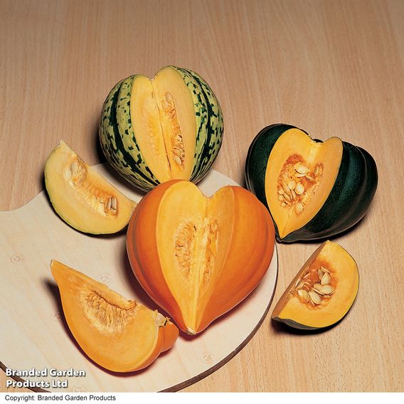 Squash 'Celebration' F1 - Seeds