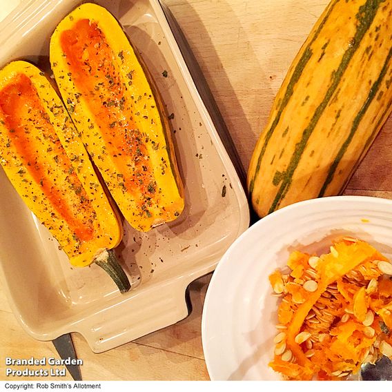 Squash 'Honeyboat' - Seeds