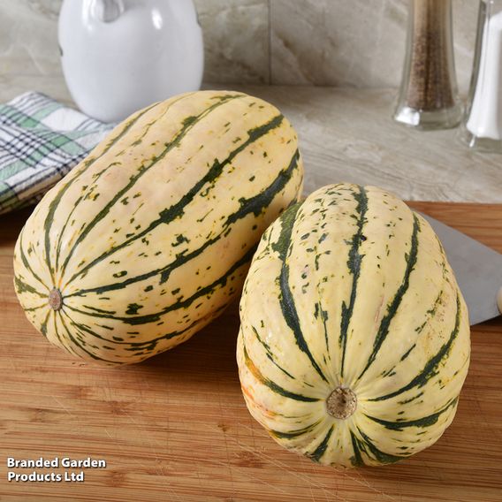 Squash 'Honeyboat' - Seeds