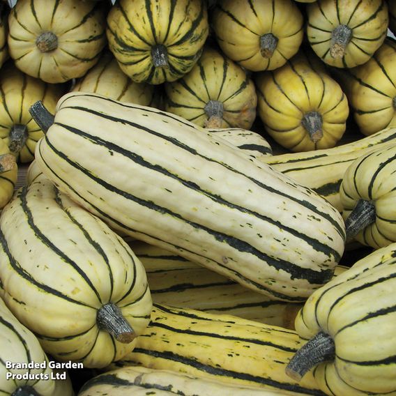 Squash 'Honeyboat' - Seeds