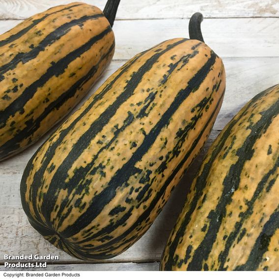 Squash 'Honeyboat' - Seeds
