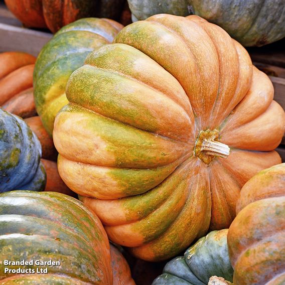 Squash 'Musquee de Provence' - Seeds