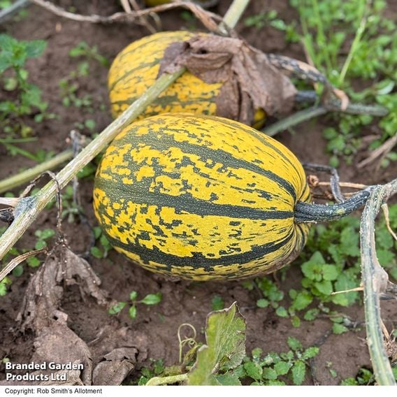 Squash 'Stripetti' (Winter) F1 - Gourmet Veg Seeds