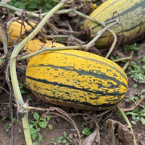 Squash 'Stripetti' (Winter) F1 - Gourmet Veg Seeds