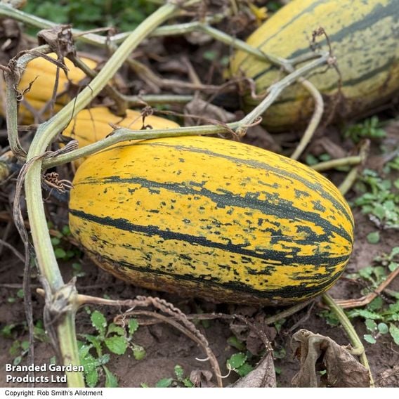 Squash 'Stripetti' (Winter) F1 - Gourmet Veg Seeds