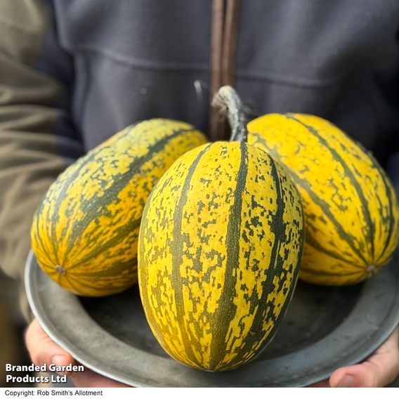 Squash 'Stripetti' (Winter) F1 - Gourmet Veg Seeds
