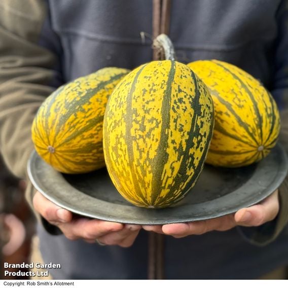 Squash 'Stripetti' (Winter) F1 - Gourmet Veg Seeds