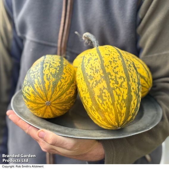 Squash 'Stripetti' (Winter) F1 - Gourmet Veg Seeds
