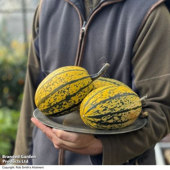Squash 'Stripetti' (Winter) F1 - Gourmet Veg Seeds