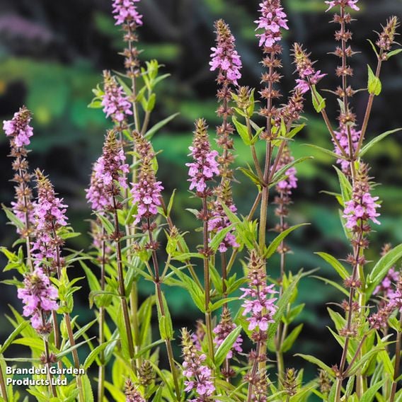 Stachys palustris (Marginal Aquatic)