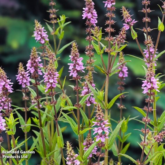 Stachys palustris (Marginal Aquatic)