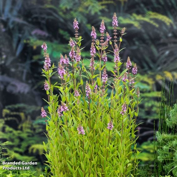 Stachys palustris (Marginal Aquatic)