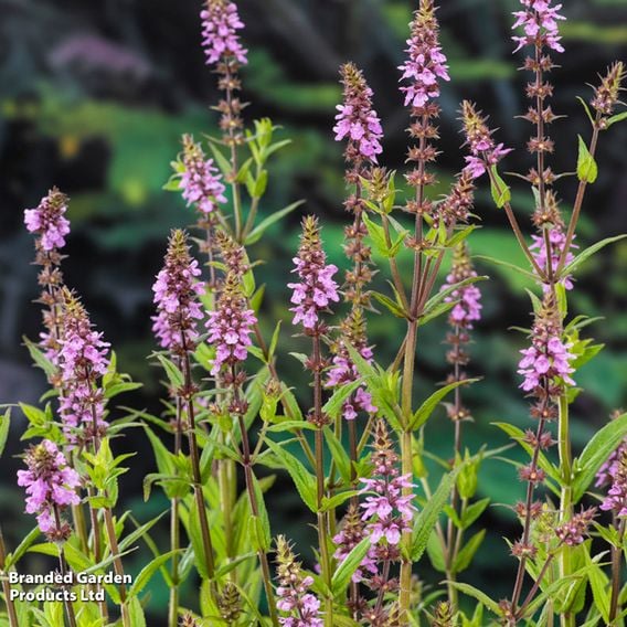 Stachys palustris (Marginal Aquatic)