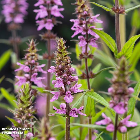 Stachys palustris (Marginal Aquatic)