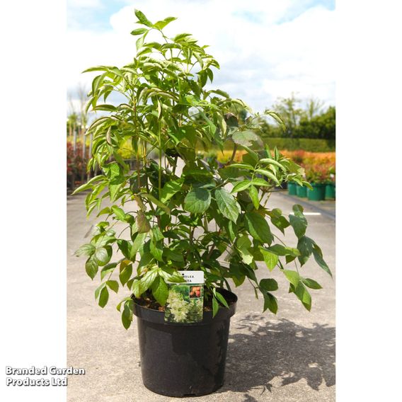 Staphylea pinnata