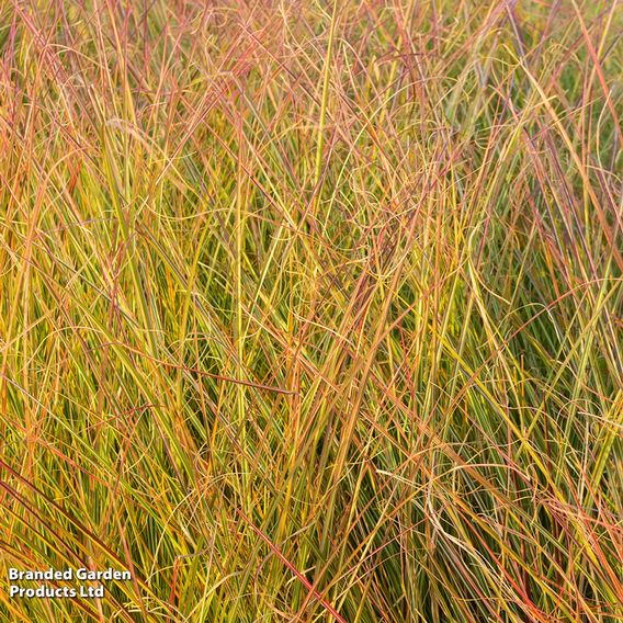 Anemanthele lessoniana