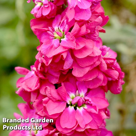 Column Stock American Beauty - Seeds