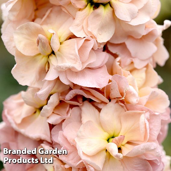 Column Stock Apricot - Seeds