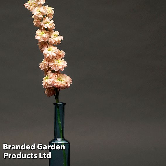 Column Stock Apricot - Seeds