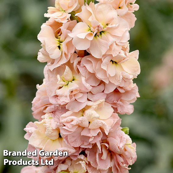 Column Stock Apricot - Seeds