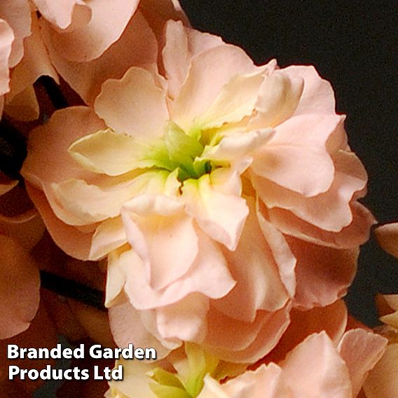 Column Stock Apricot - Seeds