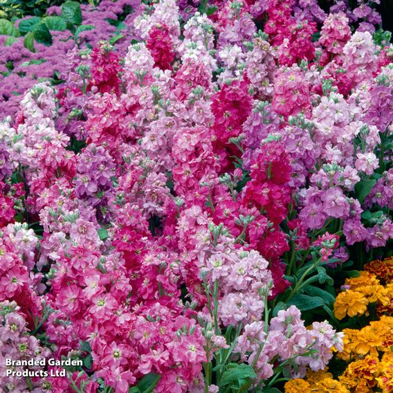 Stock 'Giant Perfection Mix' - Seeds