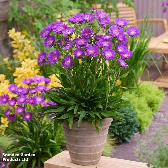 Stokesia 'Amethyst'