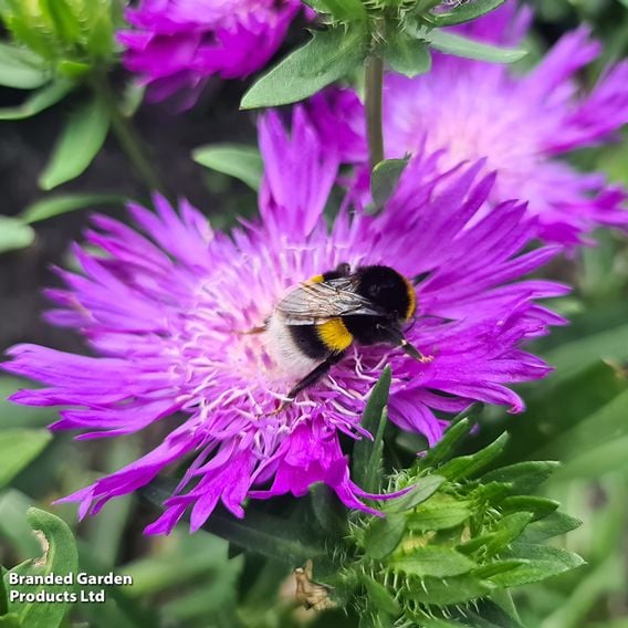Stokesia 'Amethyst'