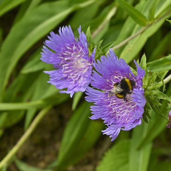 Stokesia laevis 'Blue Star'