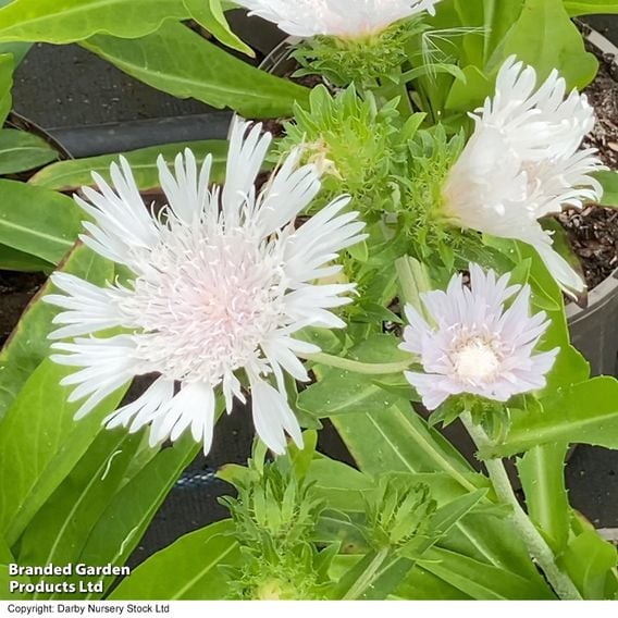 Stokesia leavis 'Divinity'