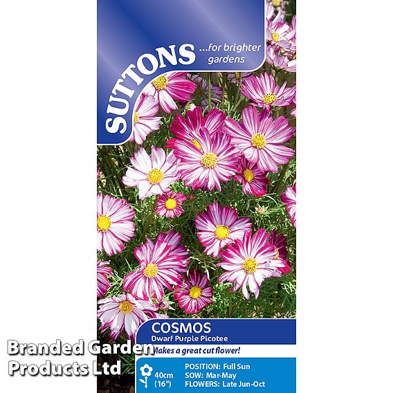 Cosmos Dwarf Purple Picotee Seeds