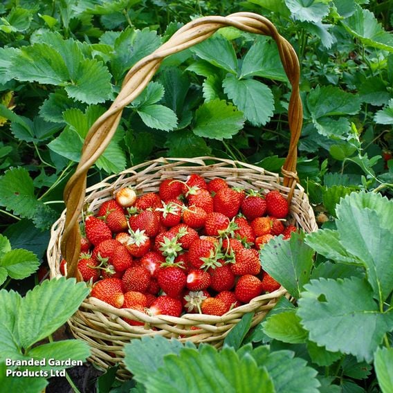 Strawberry 'Allegro' (Early Season)