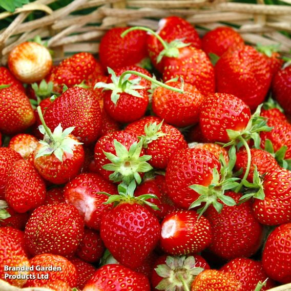 Strawberry 'Allegro' (Early Season)