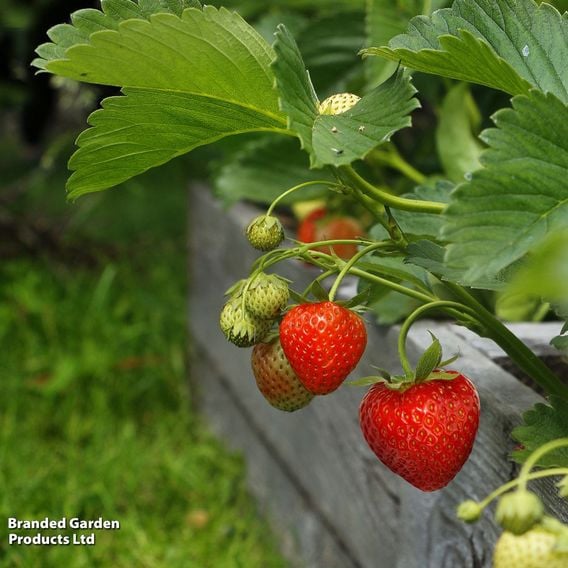 Strawberry 'Allegro' (Early Season)
