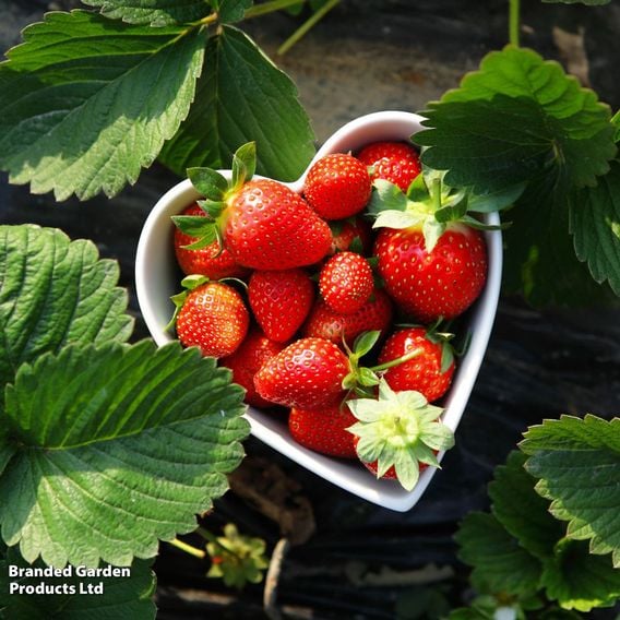 Strawberry 'Allegro' (Early Season)
