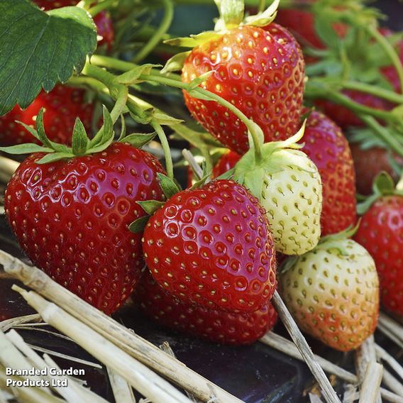 Strawberry 'Allegro' (Early Season)